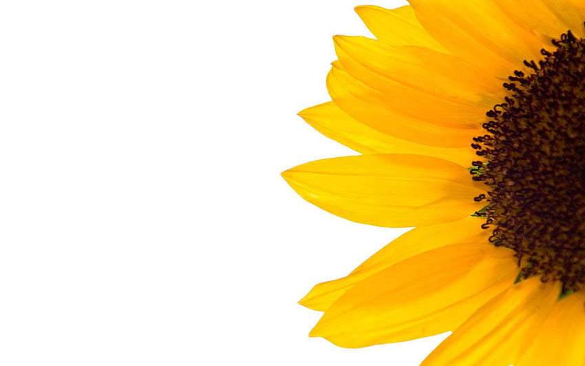 Sunflower Twitter Background. Twitter , Vintage Twitter Background and Preppy Twitter Background, Sunflower Minimalist HD wallpaper