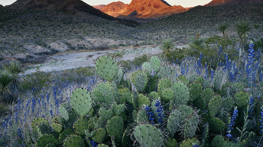 texas state flower, Texas Landscape HD wallpaper