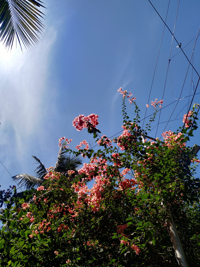 Pink flowers, sky, spring, new, green, beauty, nature, peaceful, summer HD phone wallpaper