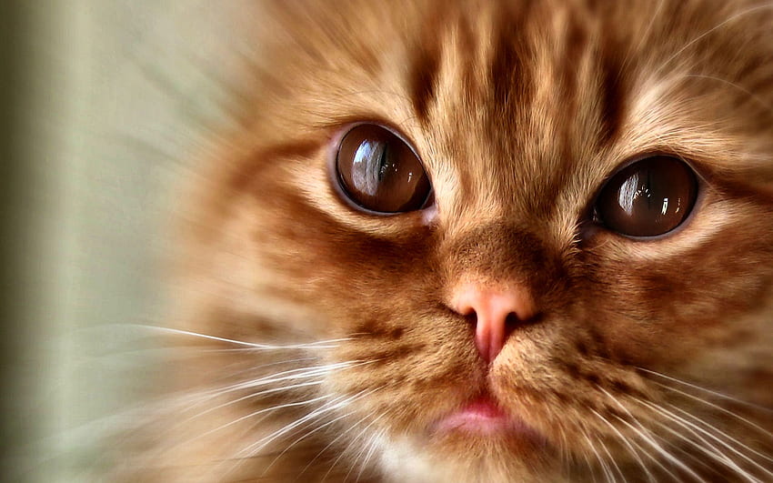 Orange Tabby Kitten - Kedi, hayvan, geniş ekran, grafik, evcil hayvan, kedi, güzel, kedi HD duvar kağıdı