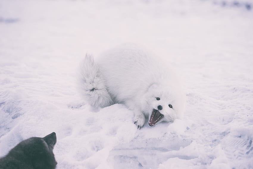 Zwierzęta, śnieg, figlarny, lis polarny Tapeta HD