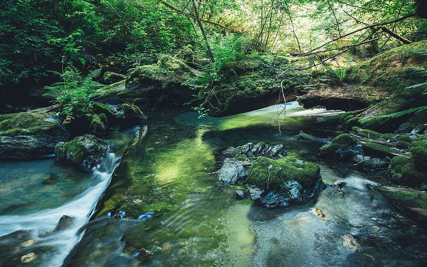 Jungle Stream, natureza, Selva, água, riacho papel de parede HD