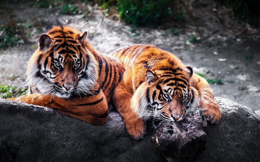 Animals Tiger Wildlife Mammal Cat Zoo Predator Aggression - Beautiful Animals HD wallpaper