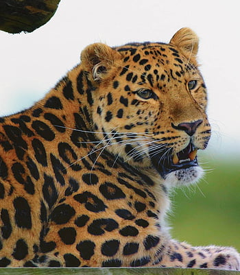 Black jaguar animal HD wallpapers | Pxfuel