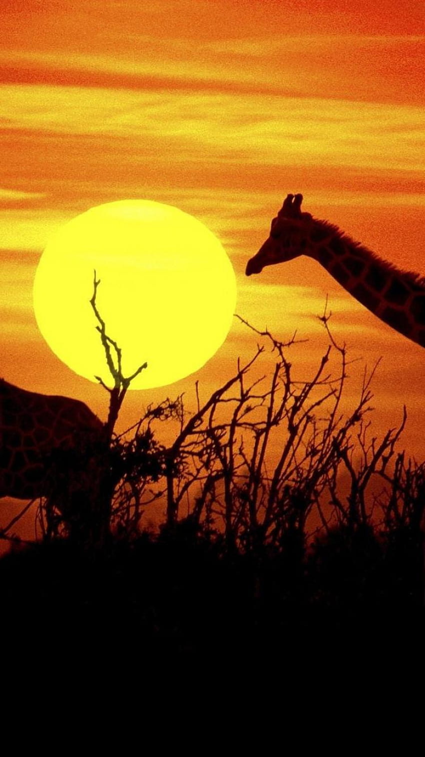 Sun animals silhouette africa kenya giraffes, African HD phone wallpaper