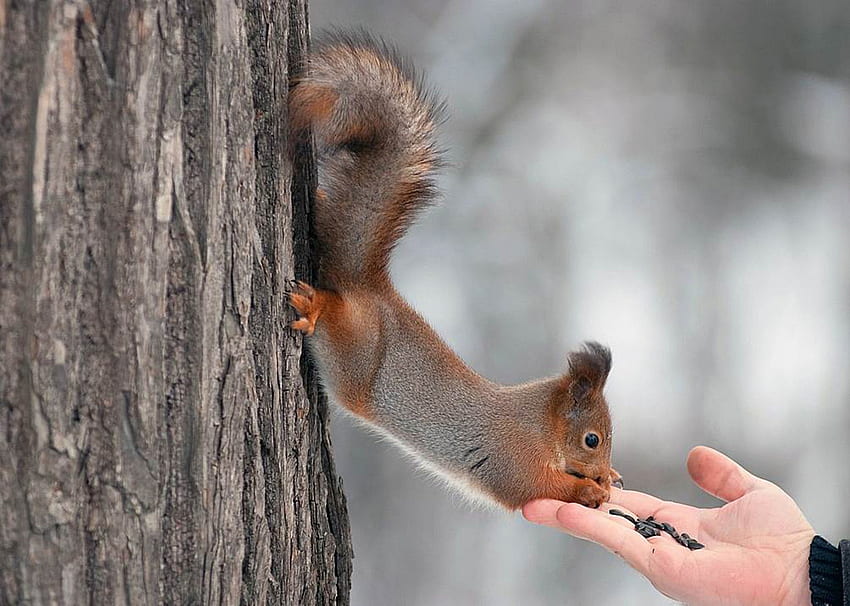 *** Squirrel ***, animal, animals, park, tree HD wallpaper