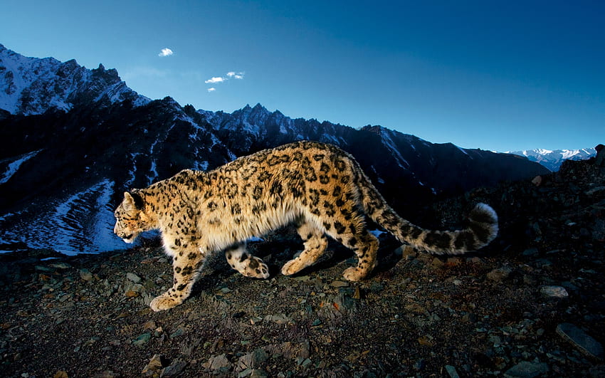 Animali, leopardo delle nevi Sfondo HD
