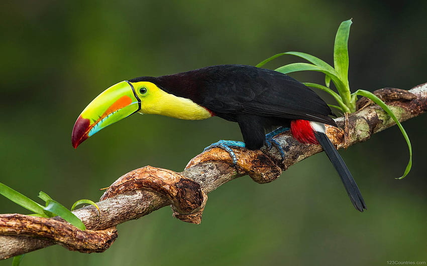 Keel Billed Toucan Costa Rica For, Toco Toucan HD wallpaper