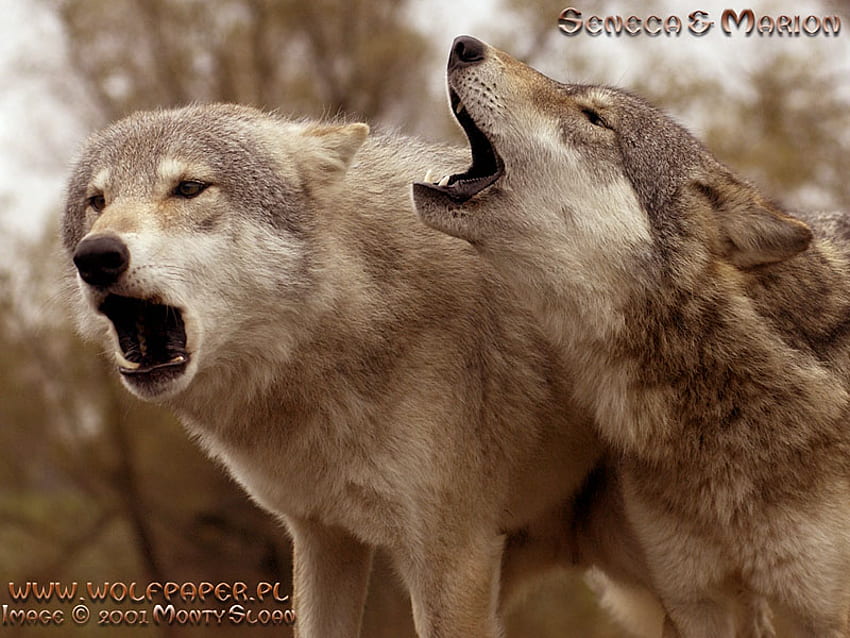 Two Grey Wolves Howling, white wolves, wolves, pups, howl, dogs, animals, nature, wolves howling, wolf pups HD wallpaper