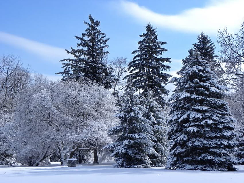 큰 상록수, 겨울, 나무, 상록수, 눈 HD 월페이퍼