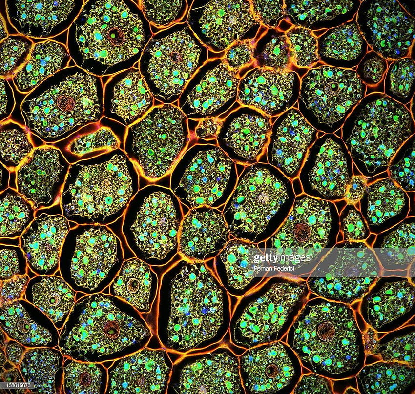 顕微鏡植物細胞生物学自然分子遺伝子緑、顕微鏡 高画質の壁紙
