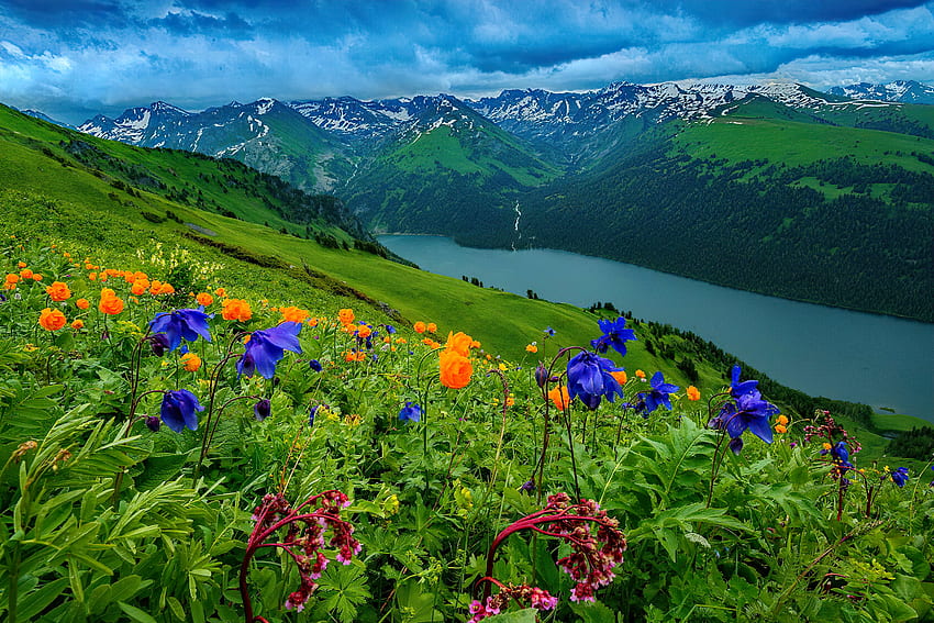 Mountain wildflowers, slope, greenery, view, meadow, grass, mountain, lake, beautiful, summer, wildflowers HD wallpaper