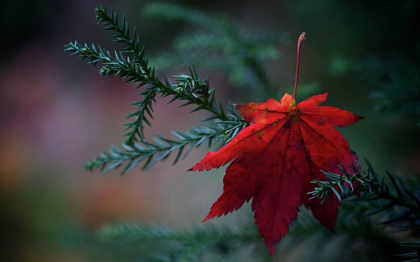 Red and Green Leaf Nature Rain HD wallpaper