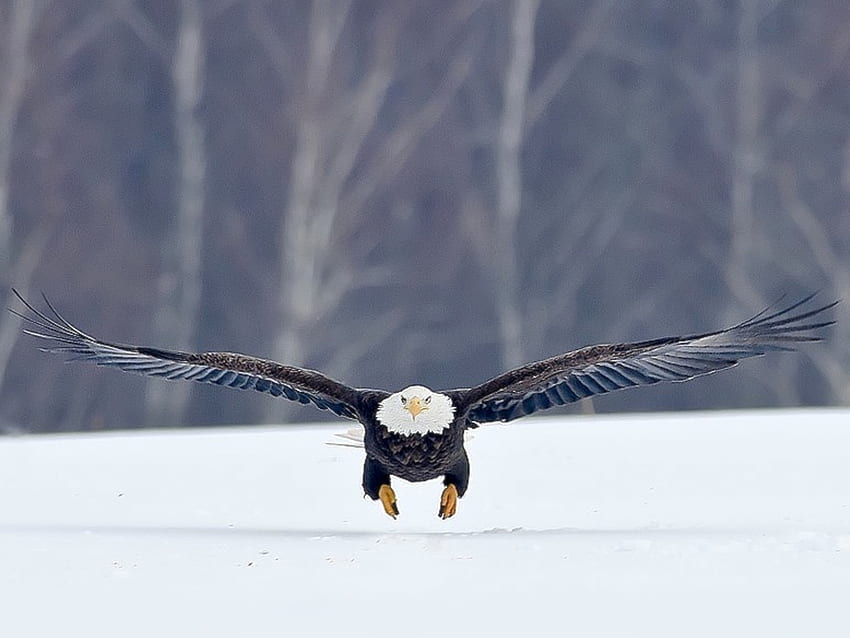 Permissão para pousar, águia, neve, careca, em voo papel de parede HD