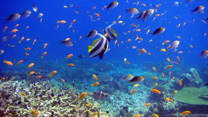 Fish, Coral, Underwater Ultra HD wallpaper | Pxfuel