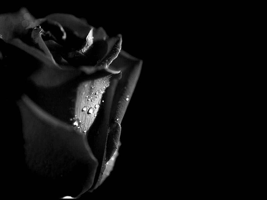 Black Rose Best - Dark Red Rose - HD wallpaper