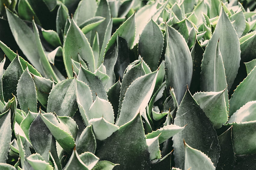 / leaves of spiky green succulent plants cover the garden, garden of succulents HD wallpaper