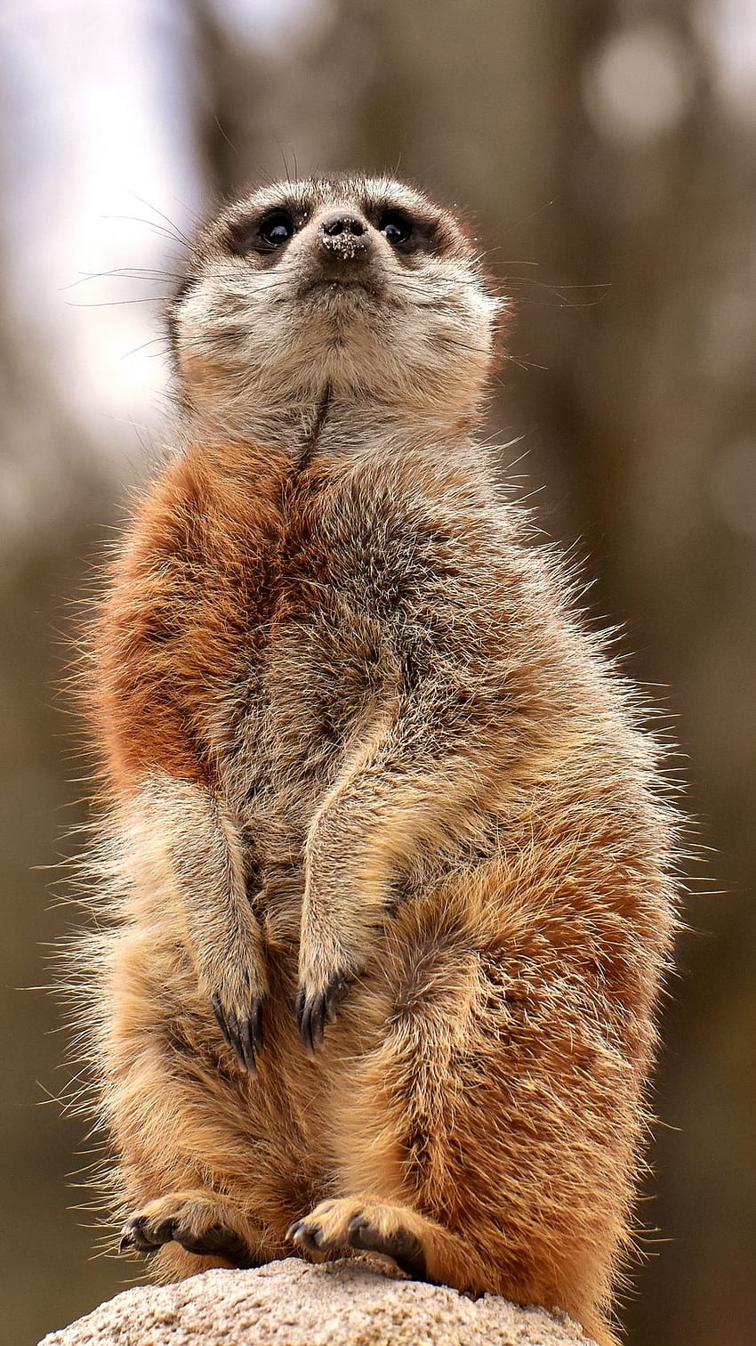 meerkat, funny, standing, animal HD phone wallpaper