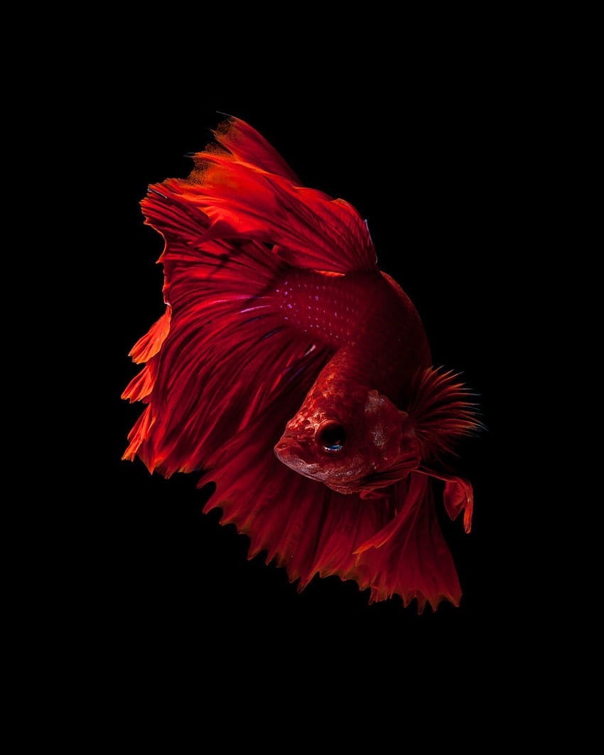 Capture the moving moment of red siamese fighting fish isolated on black  background Dumbo betta fish High quality smartphone wallpaper  Stock  Image  Everypixel