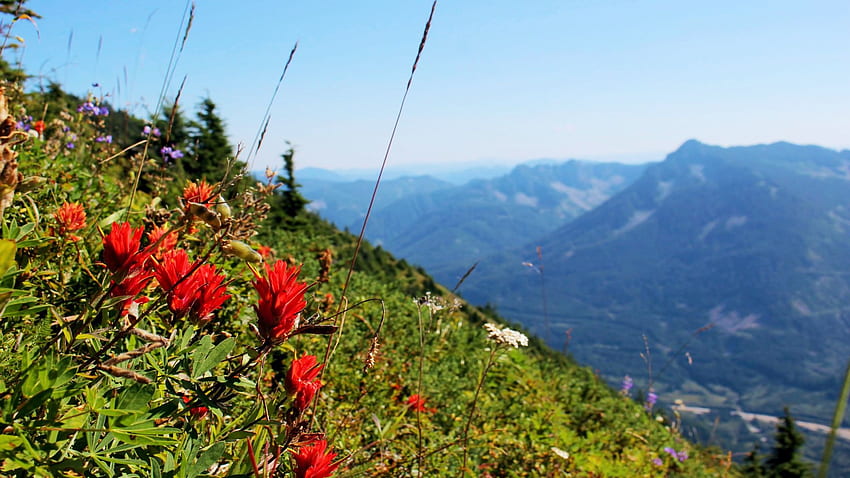 Cascades'teki kır çiçekleri, ABD, Washington, ağaçlar, manzara, gökyüzü, dağlar, kayalar HD duvar kağıdı