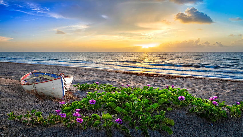 Morning Glory at the Beach, boat, sea, sand, clouds, flowers, sky, sunrise HD wallpaper