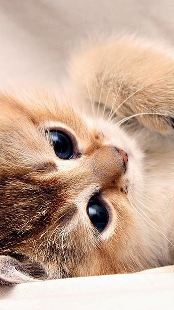 50 Cute Kittens You Need to See