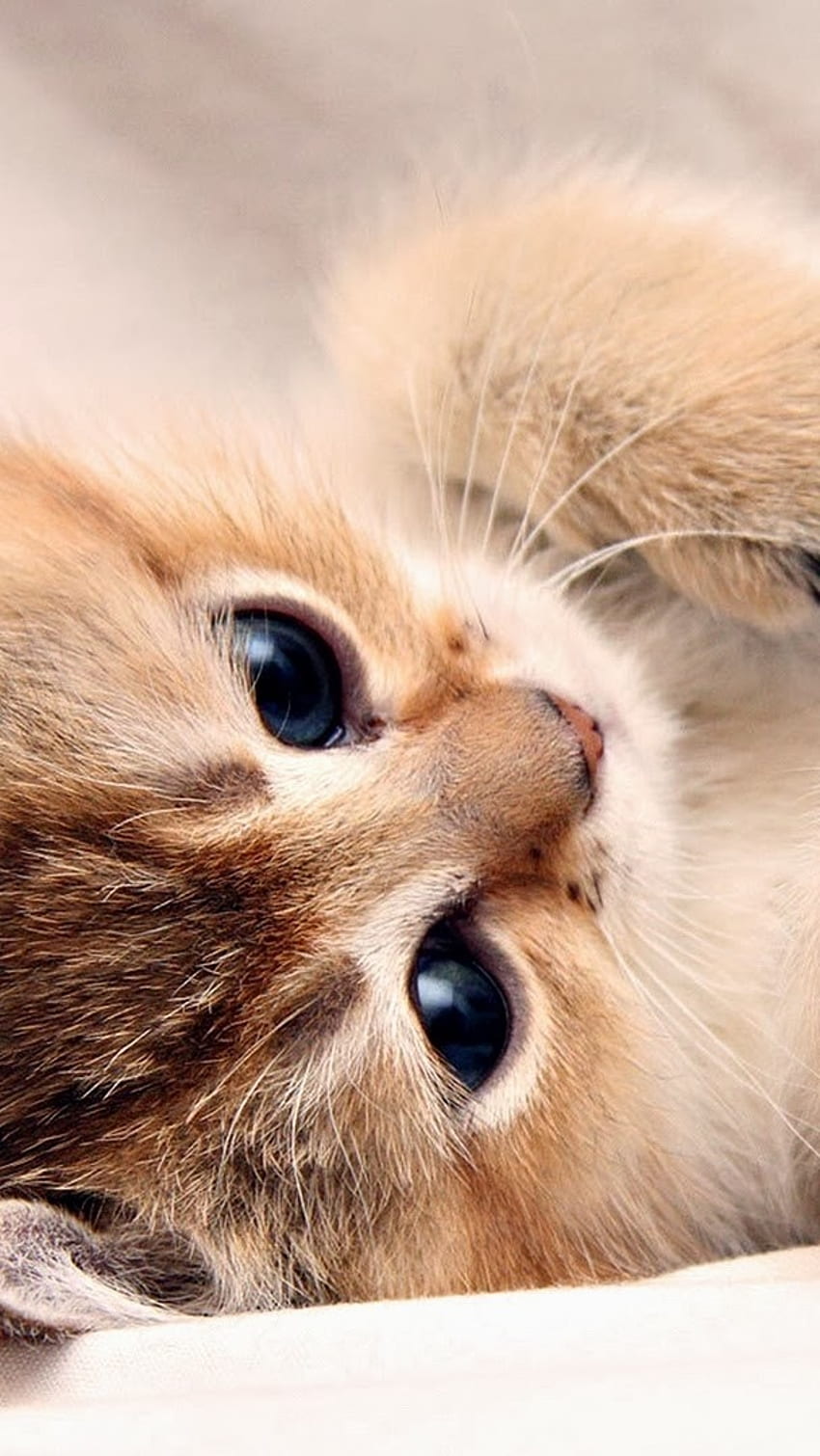 귀여운 아기 고양이, 귀여운, 새끼 고양이, 고양이 Hd 전화 배경 화면 | Pxfuel