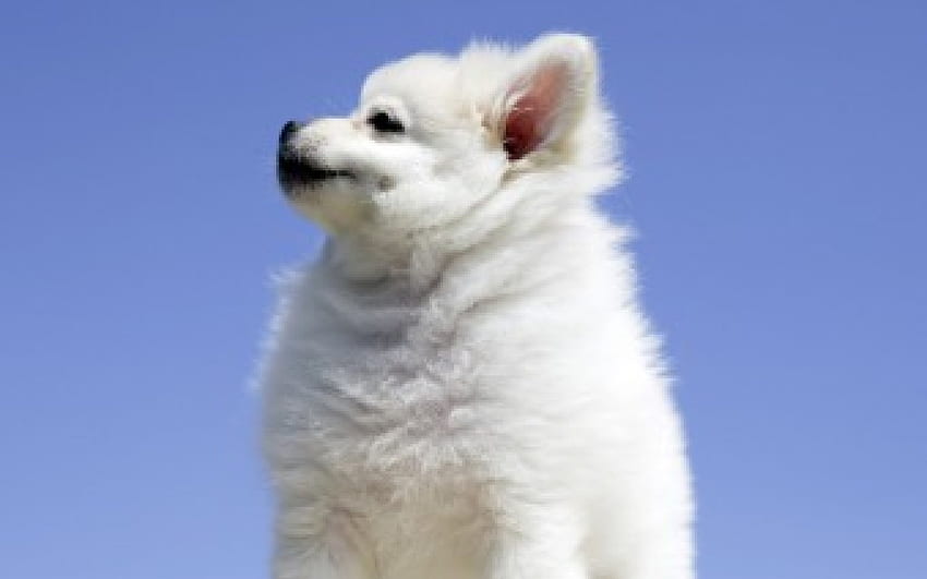 White Puppy Dog, dogs, puppy, animals HD wallpaper