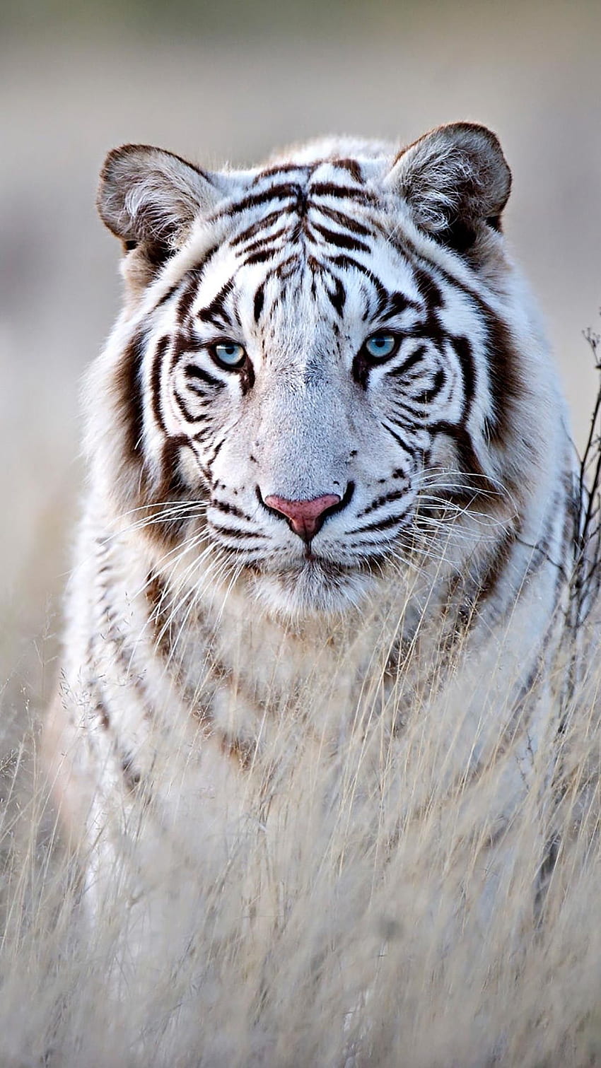 White tiger. Animals White & Albino. Albino, Tigers, Hipster Tiger HD phone wallpaper