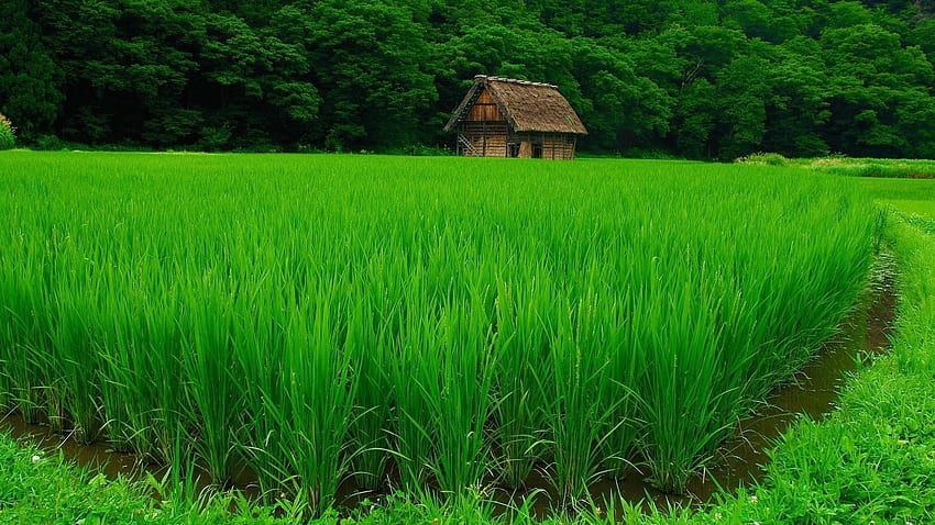nature, Landscape, Green, Water, Trees, House, Forest, Grass, Field, Plants, Rice Paddy / and Mobile Background HD wallpaper