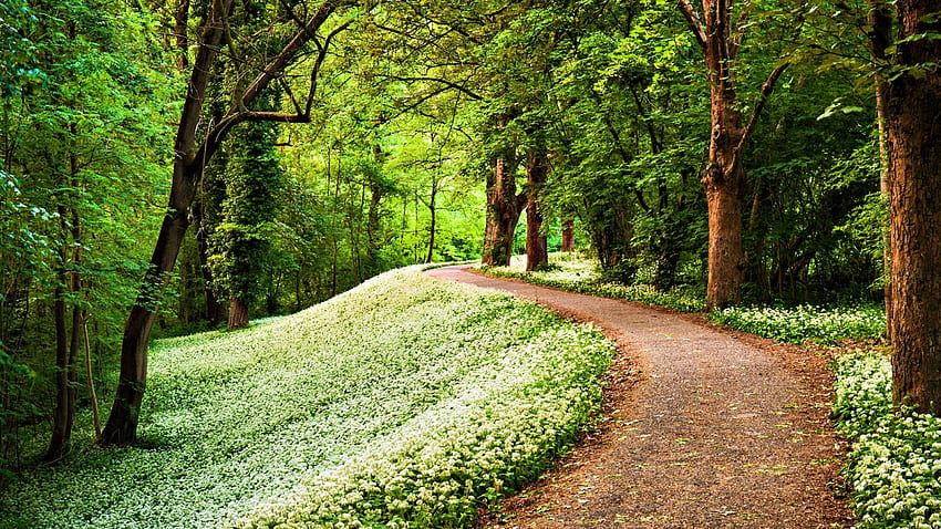 Nature Green Path Forest, Ultra Nature papel de parede HD