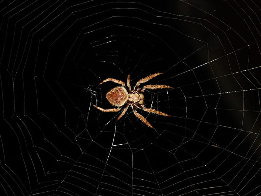 Spider in Web, cool, web, spider HD wallpaper