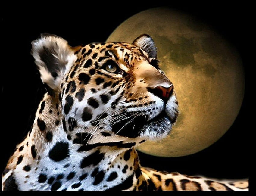 leopardo, animal papel de parede HD