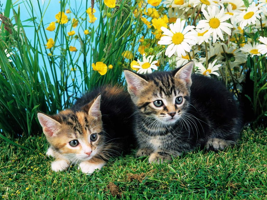 かわいい猫、動物、子猫、花、かわいい、猫、草 高画質の壁紙