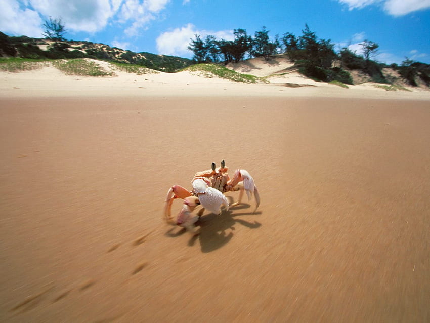 Crab Bazaruto Island Mozambique HD wallpaper