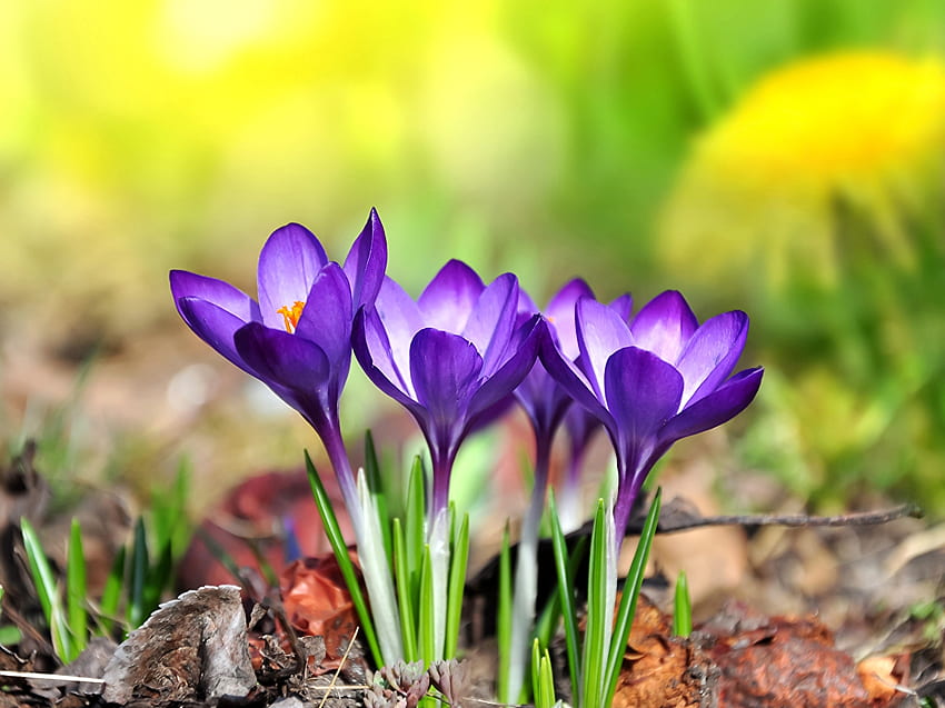 Warna Musim Semi, crocus, kelopak, bunga, bunga, taman Wallpaper HD