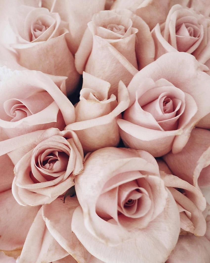 32.9k Likes, 649 Comments - JANICE JOOSTEMA on Instagram: “Today with my love. Latar belakang mawar merah muda, Mawar, Mawar estetis, Blush Floral wallpaper ponsel HD