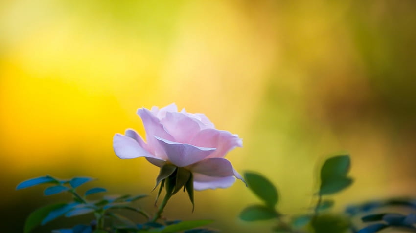 Bela Flor, rosa, natureza, flores, flor papel de parede HD