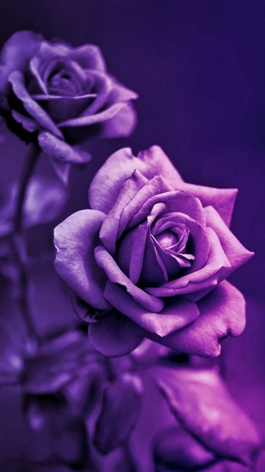 Purple Roses Background Roses in 2020. Purple roses , Purple flowers , Purple roses, Lavender Rose HD phone wallpaper