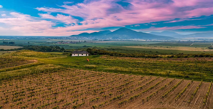 Nature, Sky, Field, Vineyard, Slovakia HD wallpaper