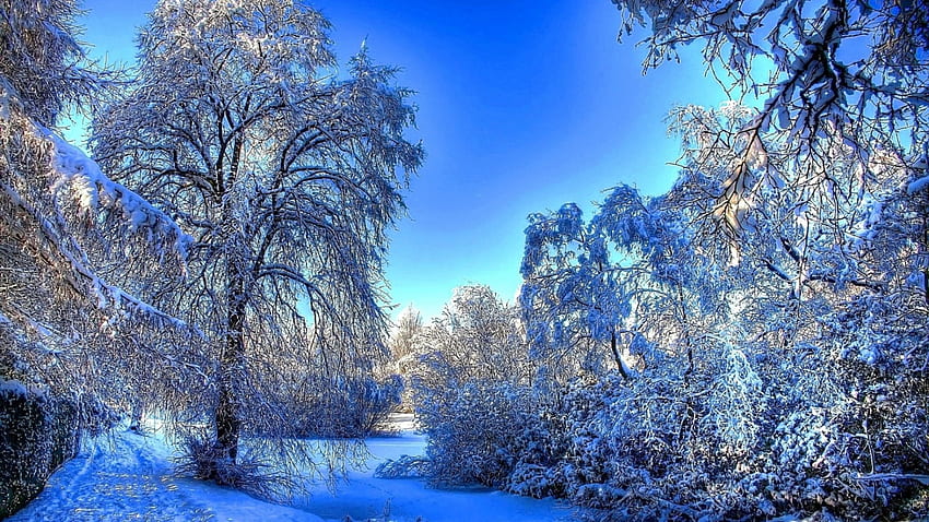 mesmerizing winter scene r, winter, trees, stone, wall, r, ice HD wallpaper