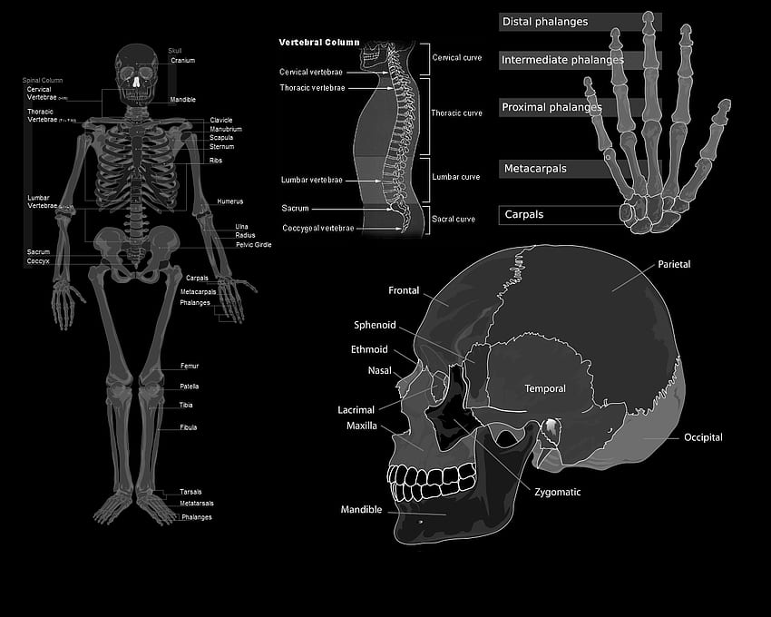 Anatomie Os Niveaux de gris Médecine Science Crânes Fond d'écran HD
