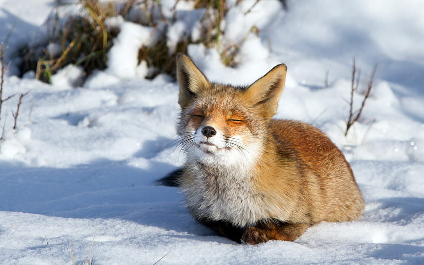 Animals fox canines fur face whiskers winter snow cold seasons | | 26306 | UP HD wallpaper