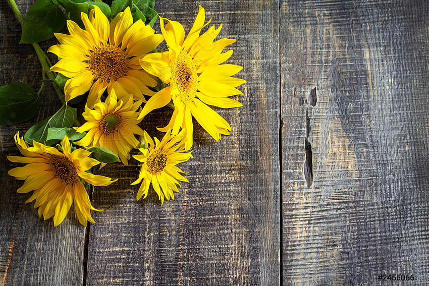 Sunflower background Harvest a sunflower on a rustic table Copy - stock, Rustic Daisy HD wallpaper