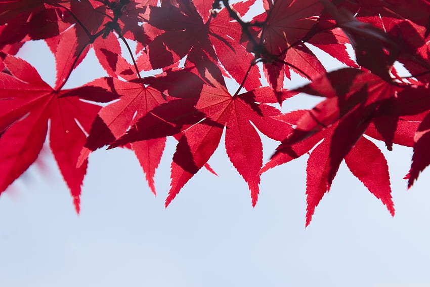 Red Japanese Maple Leaves, Fall ❤ for, Japanese Pop HD wallpaper