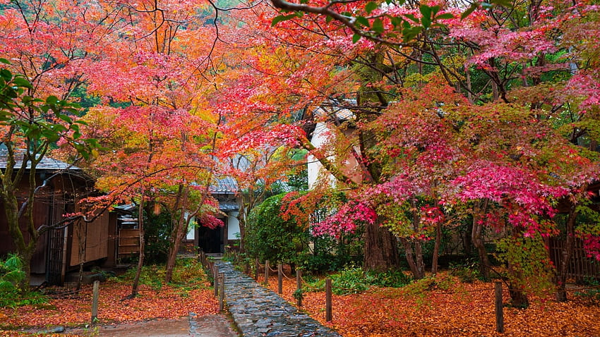 秋、日本、風景、温泉、日本、赤、自然、京都 高画質の壁紙