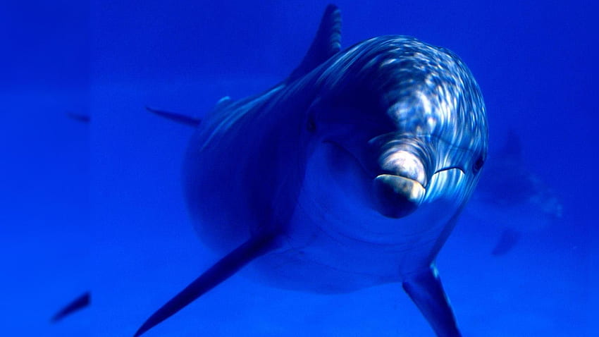 słodki delfin Tapeta HD