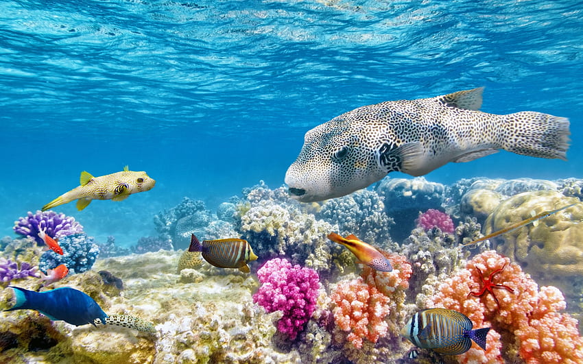 ปลาและปะการัง ทะเล ระบบนิเวศ ปะการัง ใต้น้ำ ปลา มหาสมุทร วอลล์เปเปอร์ HD