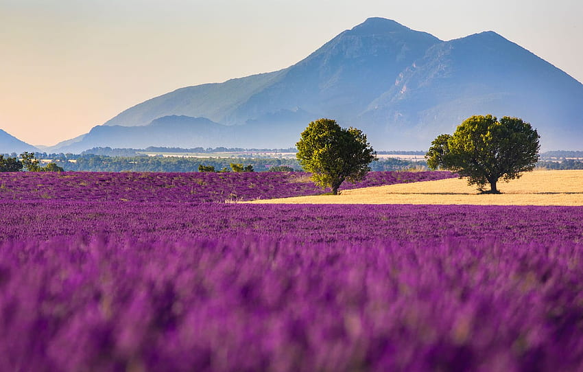 ทุ่ง ดอกไม้ ภูเขา ฝรั่งเศส ลาเวนเดอร์ Provence Alpes Cote D'azur Valensole For , Section пейзажи วอลล์เปเปอร์ HD