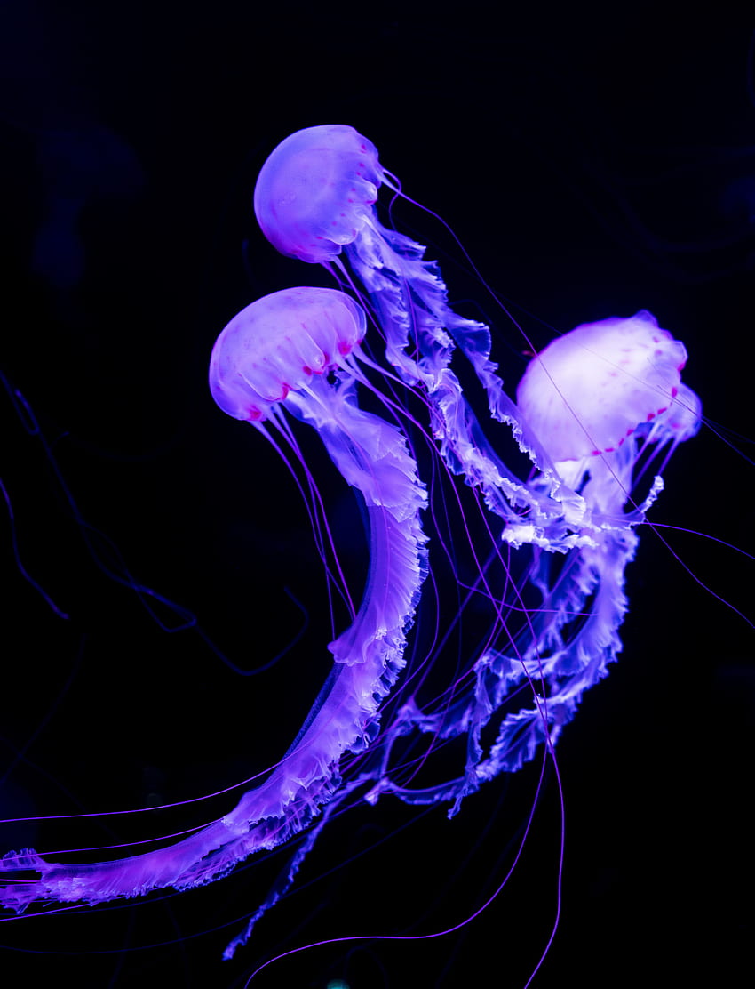 Zwierzęta, meduzy, neon, podwodny świat, świecący Tapeta na telefon HD